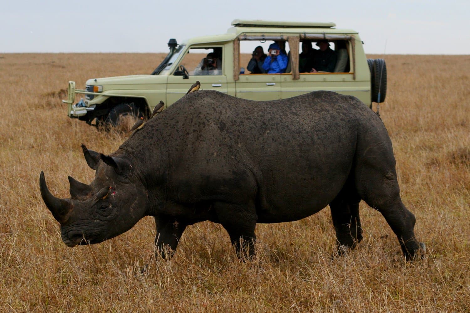 Sightsee on a Safari