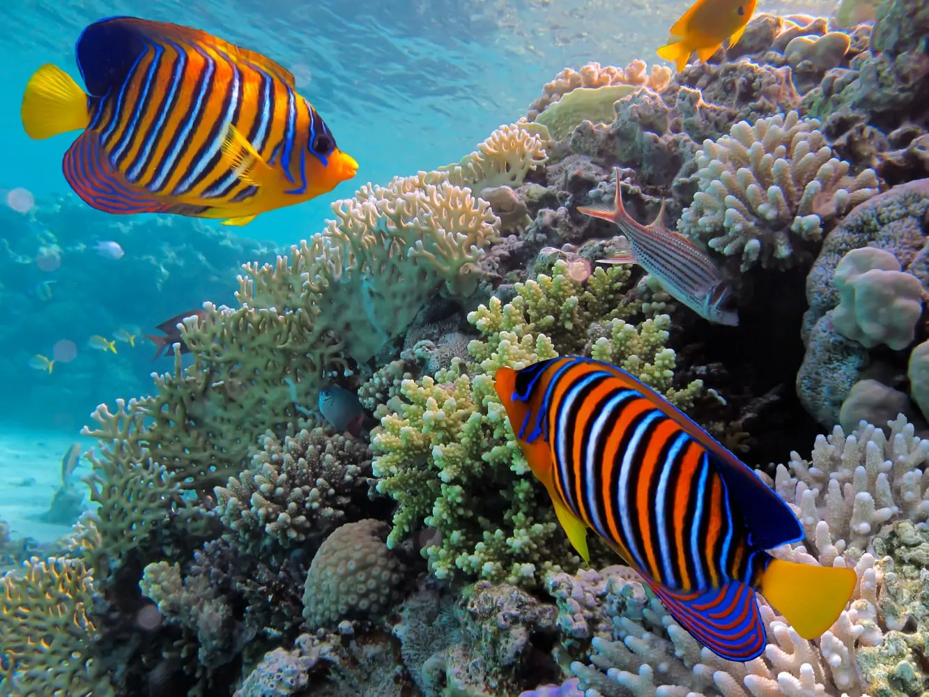 Snorkelling in Bentota