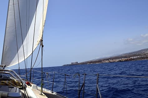 Whale Watching in Los Gigantes