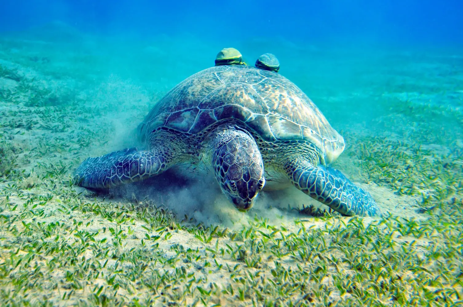 The Sea Turtle Research And Convention Centre