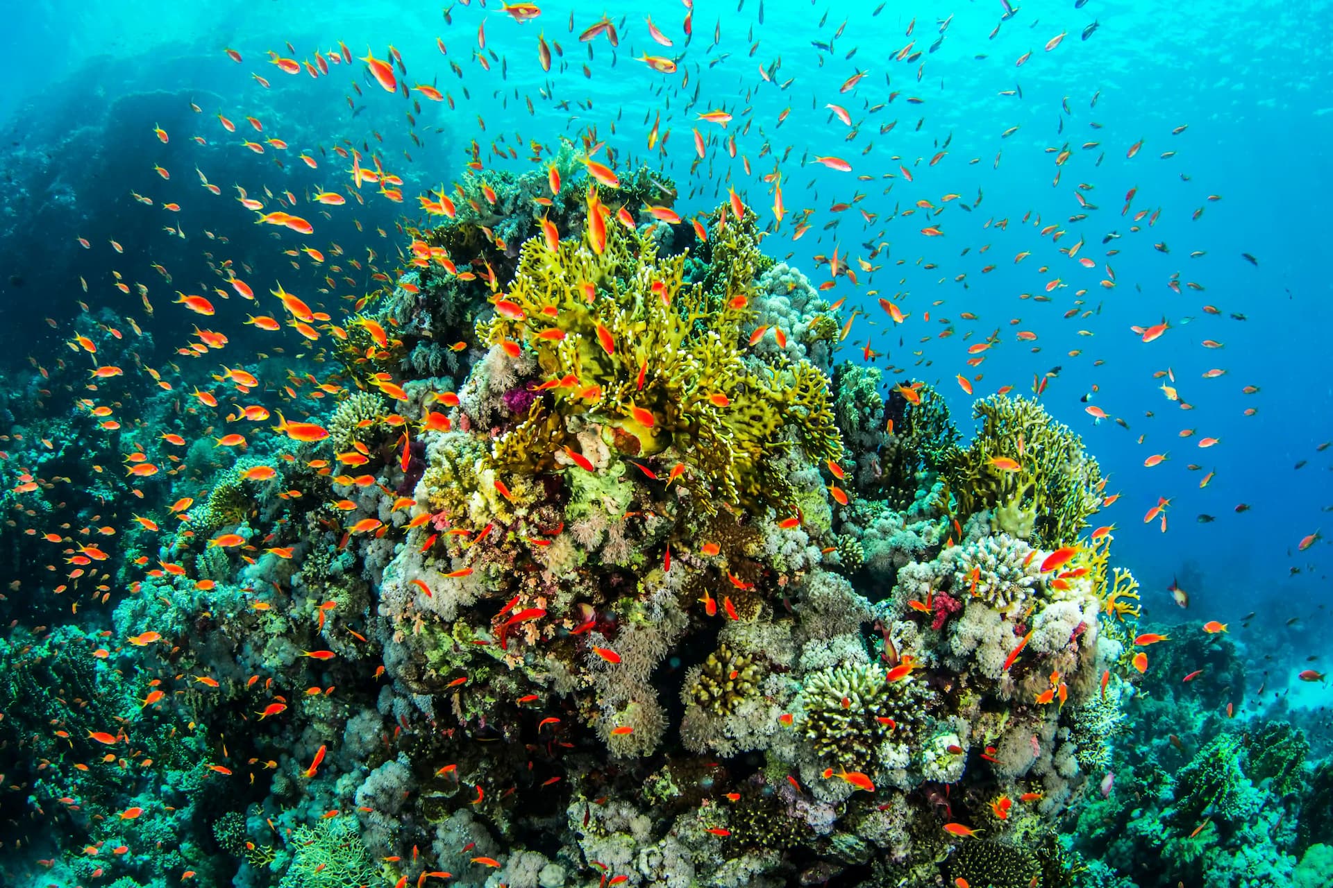 All Inclusive Holidays to Sharm el Sheikh