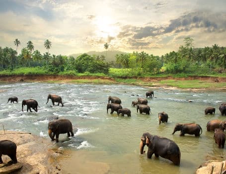 <h3 style="text-align: center;"><strong>Sri Lanka</strong></h3>